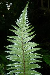 Cyathea dealbata.  Underside of young frond showing the white colour developing on the margins.
 Image: L.R. Perrie © Leon Perrie 2013 CC BY-NC 3.0 NZ
